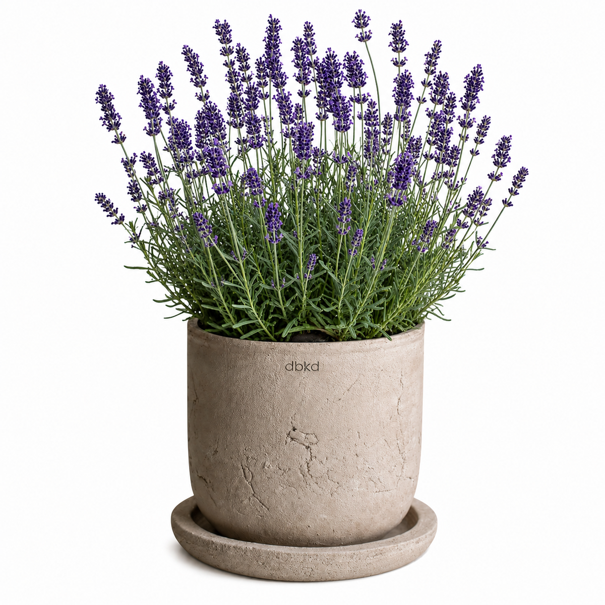 Lavandula angustifolia Munstead | English Lavender therapyofflowers.com