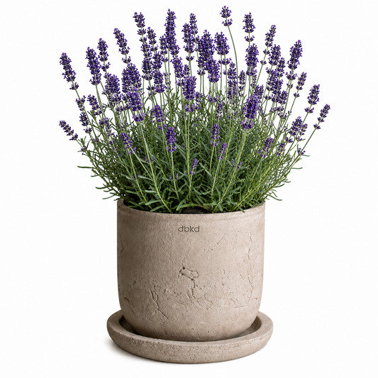 Lavandula angustifolia Munstead | English Lavender therapyofflowers.com
