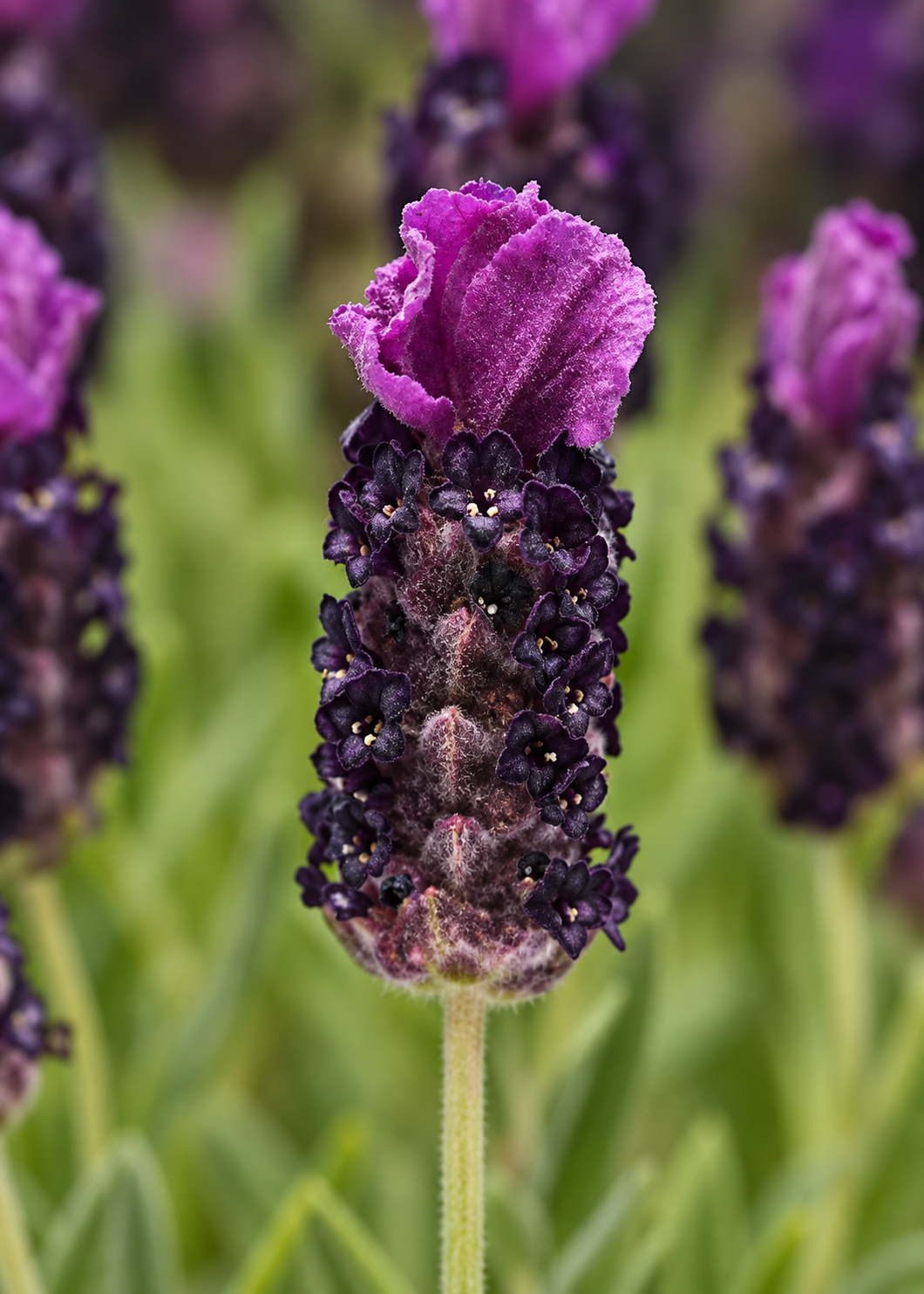 Lawenda francuska Bandera Deep Purple | Lavandula stoechas | Bylina
