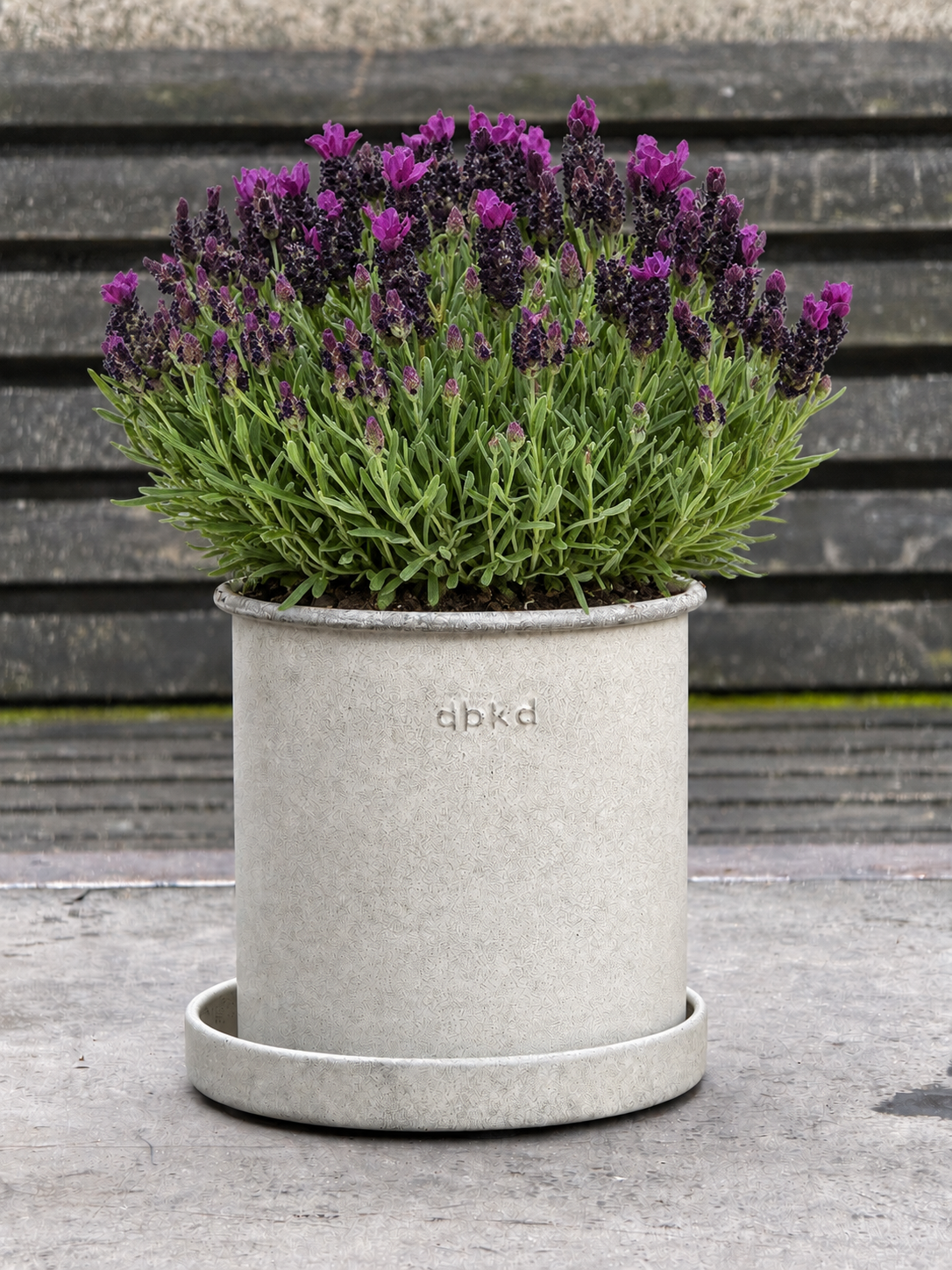 Lawenda francuska Bandera Deep Purple | Lavandula stoechas | Bylina