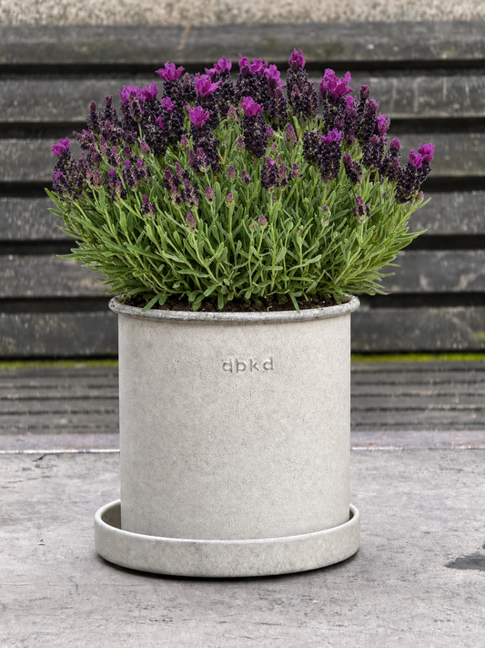Schopflavendel Bandera Deep Purple | Lavandula stoechas | Mehrjährig