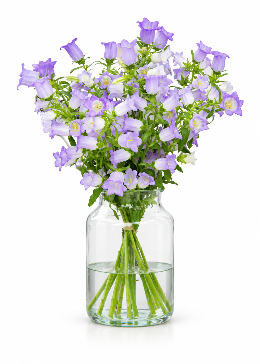 Campanula Champion Lavender F1 | Campanula medium