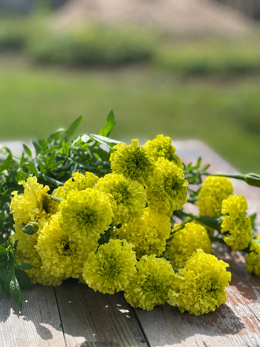 Tagetes erecta Nosento Limegreen F1 | African Marigold therapyofflowers.com
