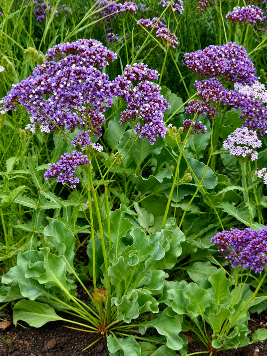 Limonium perezii Indie | Sea Lavender