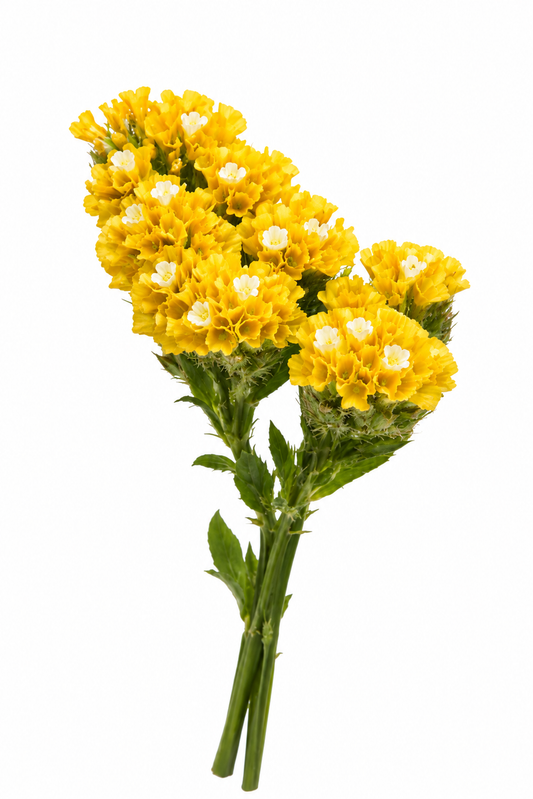 A bouquet of yellow flowers with green stems and leaves, isolated on a white background.