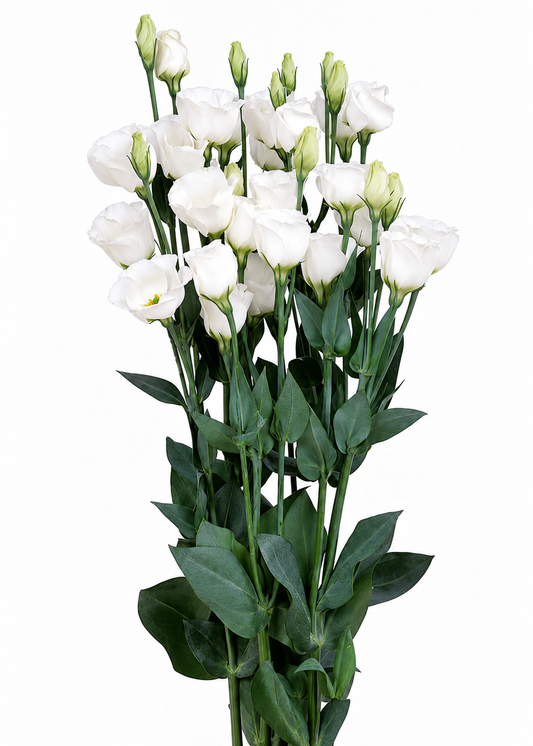 Eustoma grandiflorum Piccolo® Pure White F1 | Group 2 Lisianthus