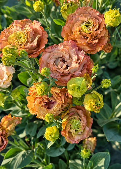 Eustoma grandiflorum Rosanne Terracotta F1 | Group 2 Lisianthus