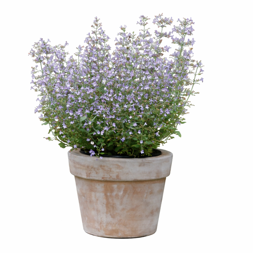 Calamintha nepeta Marvelette Blue | Lesser Calamint therapyofflowers.com
