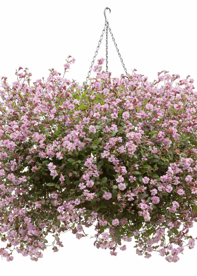 Silene pendula Sibella Lilac | Nodding Catchfly therapyofflowers.com