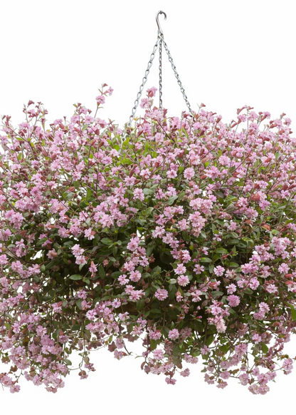 Silene pendula Sibella Lilac | Nodding Catchfly therapyofflowers.com