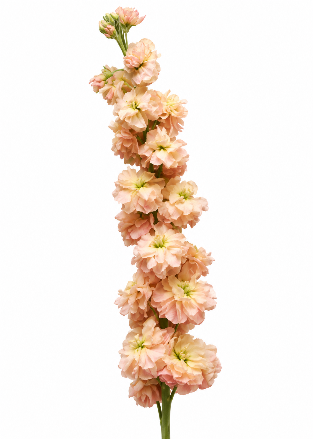 Violacciocca Katz Apricot | Matthiola incana