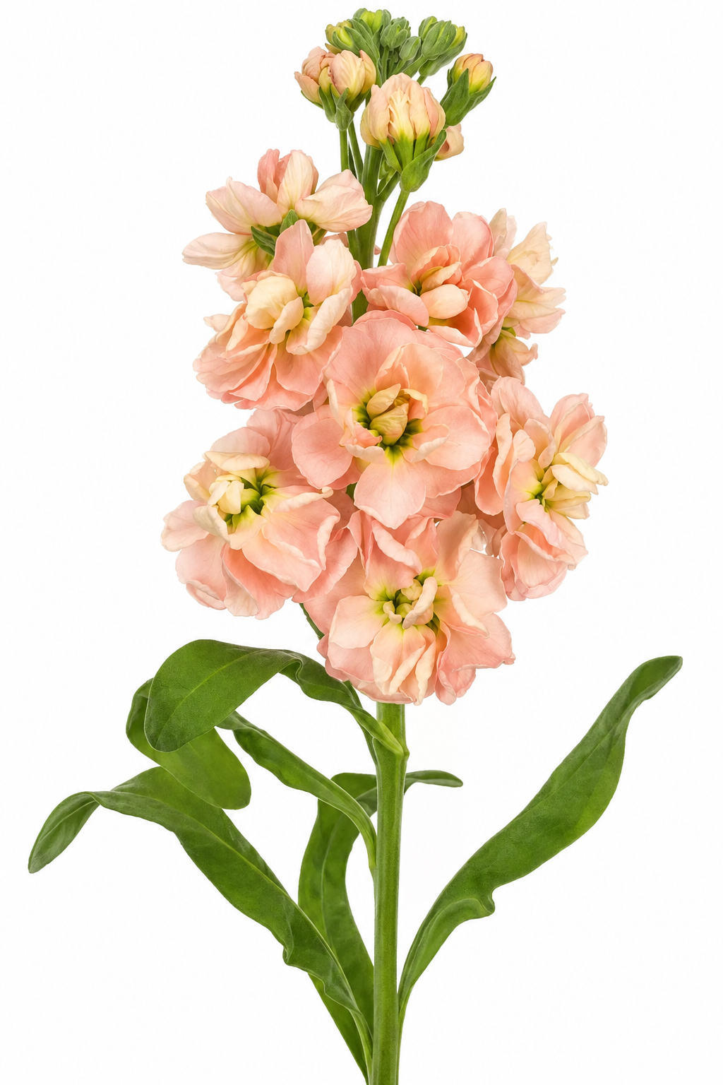 Matthiola incana Milla Salmon | Stock therapyofflowers.com