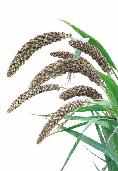 Mijo italiano Hylander | Setaria italica
