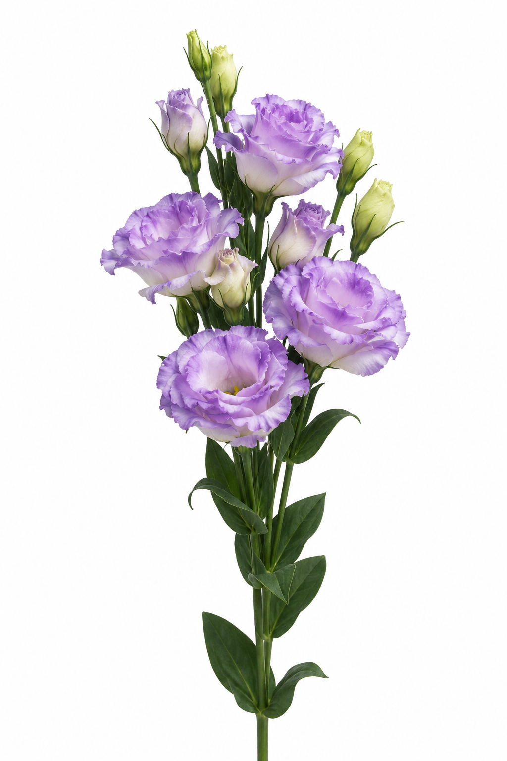 Eustoma grandiflorum ABC™ ABC Misty Blue I F1 | Lisianthus therapyofflowers.com