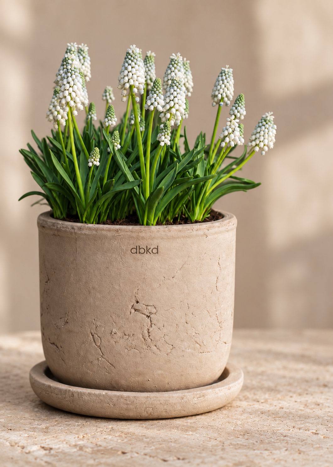 Muscari aucheri Valerie Finnis | Grape Hyacinth Bulbs therapyofflowers.com