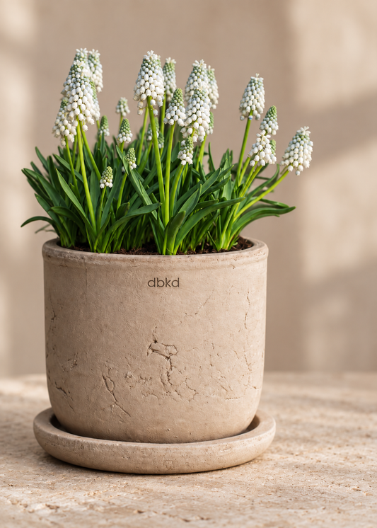 Muscari aucheri Valerie Finnis | Grape Hyacinth Bulbs therapyofflowers.com