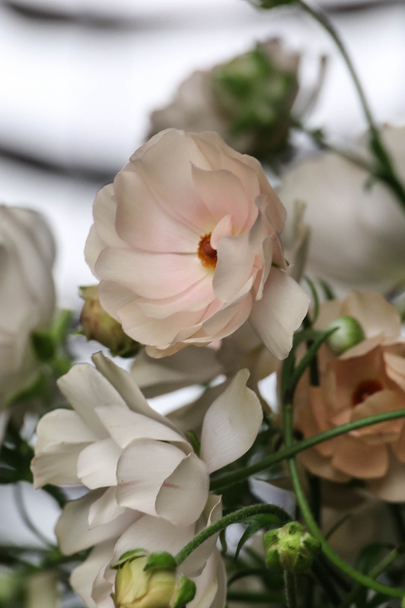 Ranunculus Natura Moderna® NUVOLA 1806 | Exclusive Italian Spray Ranunculus therapyofflowers.com