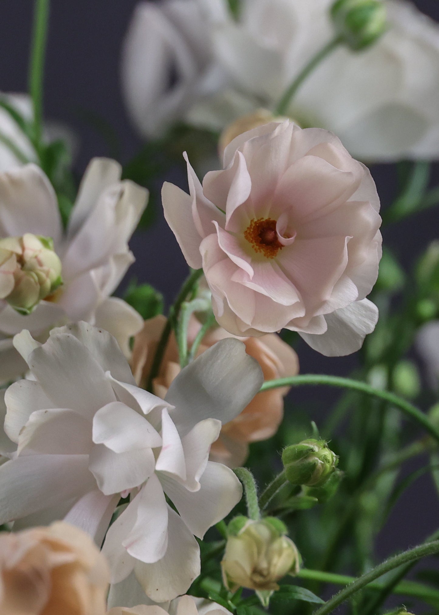 Ranunculus Natura Moderna® NUVOLA 1806 | Exclusive Italian Spray Ranunculus therapyofflowers.com