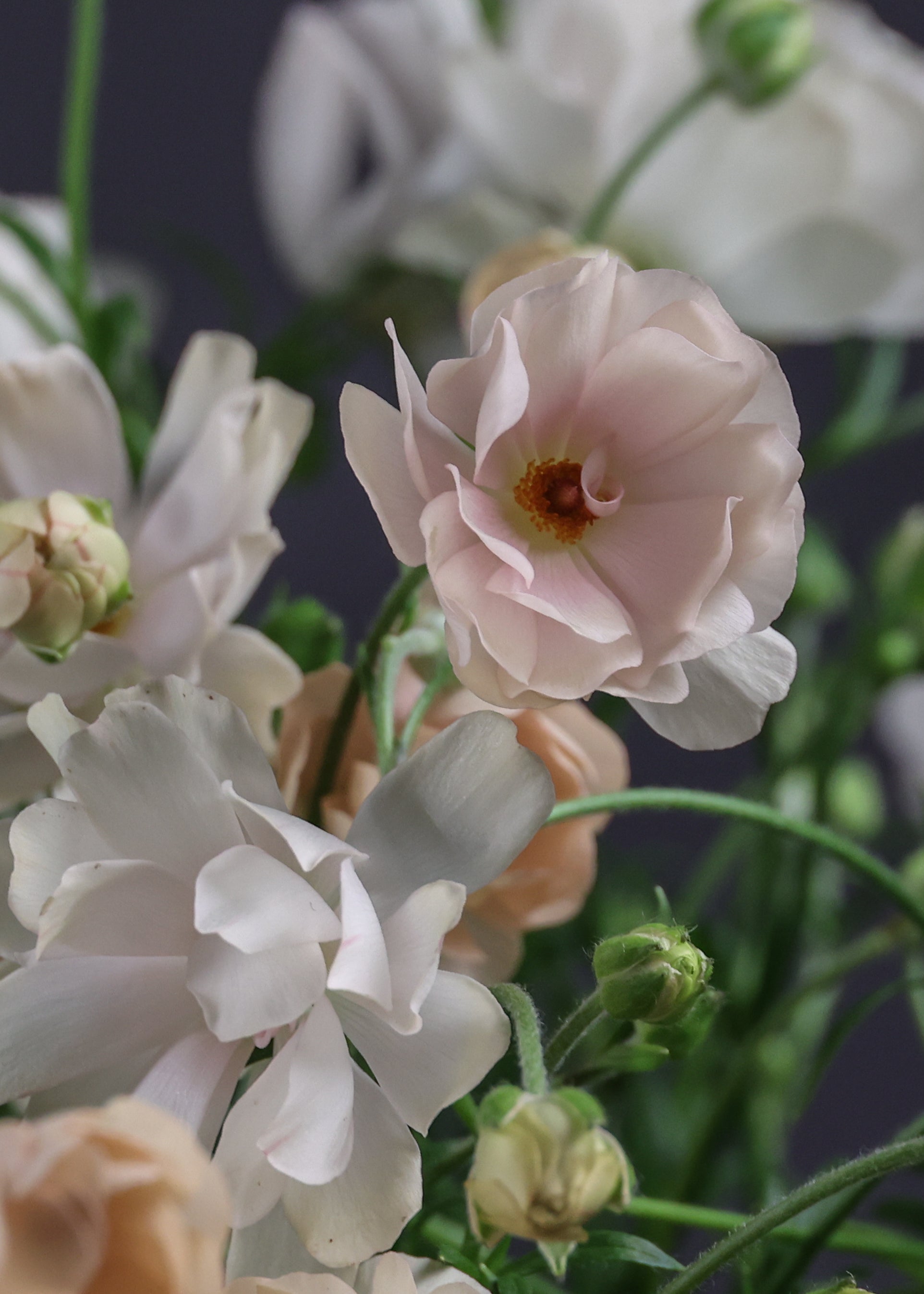Ranunculus Natura Moderna® NUVOLA 1806 | Exclusive Italian Spray Ranunculus therapyofflowers.com