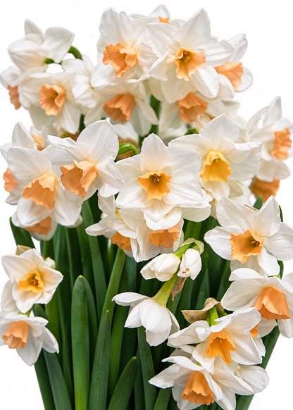 Narcissus Kapiti Peach | Narcissus tazetta  | Cut flower therapyofflowers.com