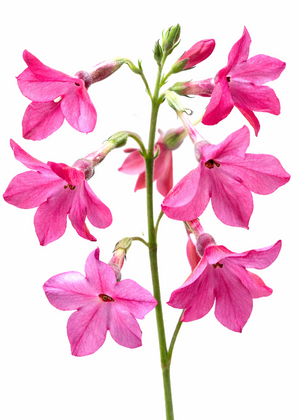 tobacco plant pink flowers Nicotiana Sirius Pink F1 Seeds | Flowering Tobacco Pelleted tobacco plant pink flowers Nicotiana Sirius Pink F1 Seeds | Flowering Tobacco Pelleted