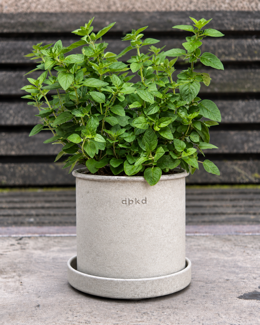 Origan SimplyHerbs™ | Origanum vulgare | Granulés multi-graines