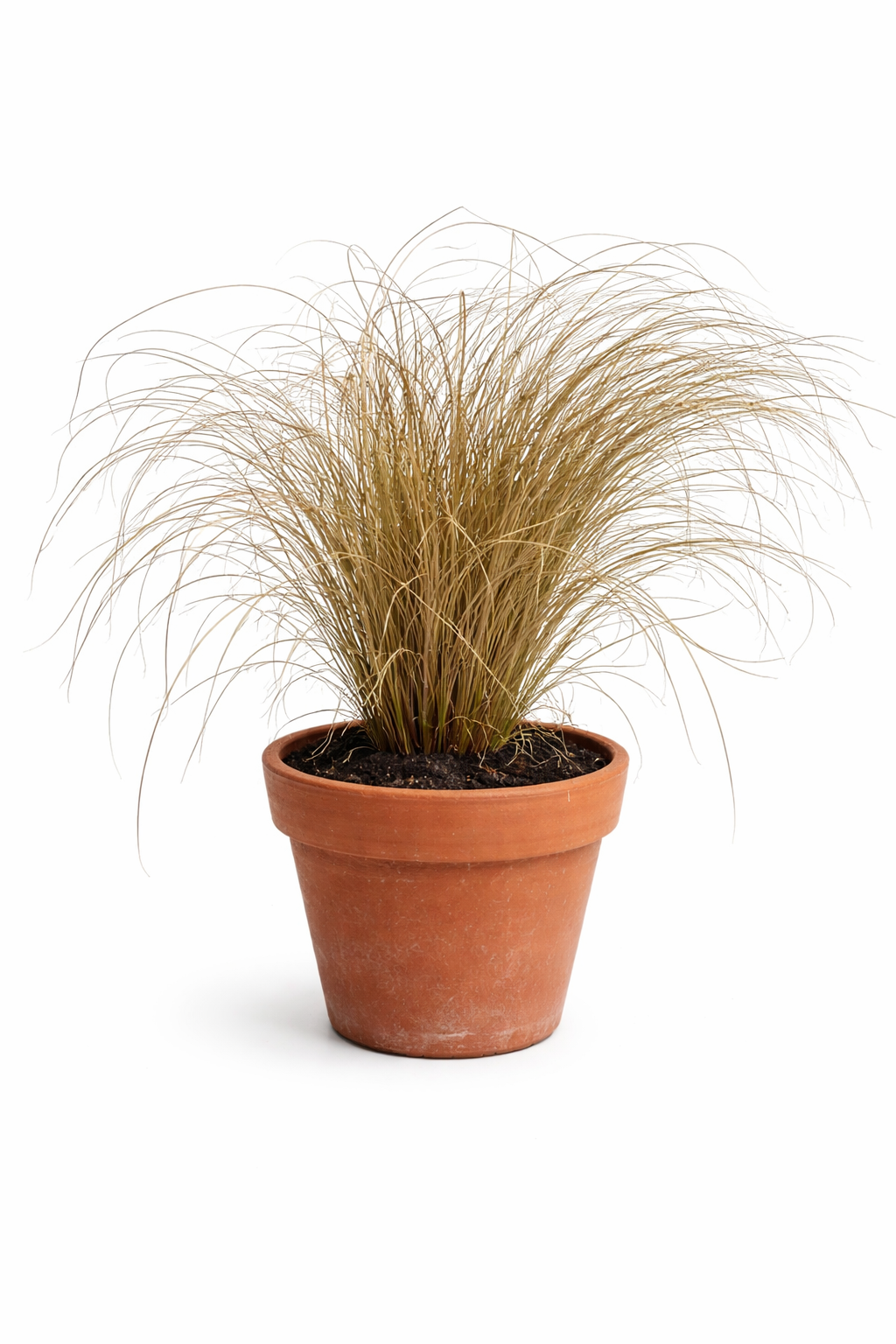Carex comans Bronco | Leatherleaf Sedge | Pelleted therapyofflowers.com