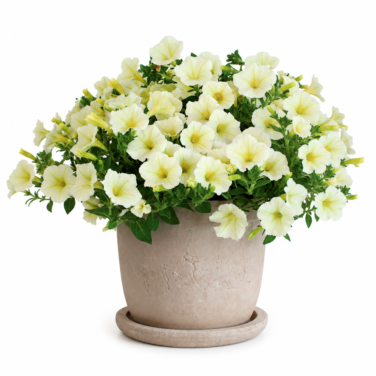 Petunia x Hybrida Pendolino Yellow Center F1 | Petunia | Pelleted therapyofflowers.com