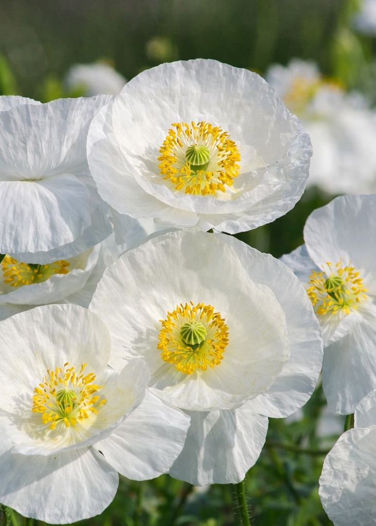 Papaver rhoeas Bridal Silk | Corn Poppy