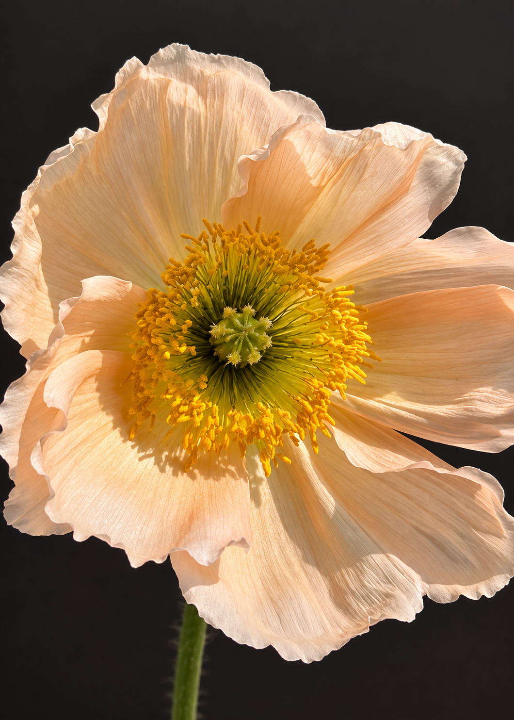 Papaver nudicaule Colibrì® CHIARO PASTELLO | Iceland Poppy therapyofflowers.com