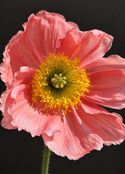 Papaver nudicaule Colibrì® CICLAMINO | Iceland Poppy therapyofflowers.com
