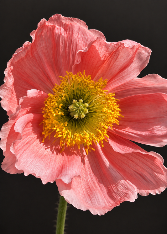 Papaver nudicaule Colibrì® CICLAMINO | Iceland Poppy therapyofflowers.com
