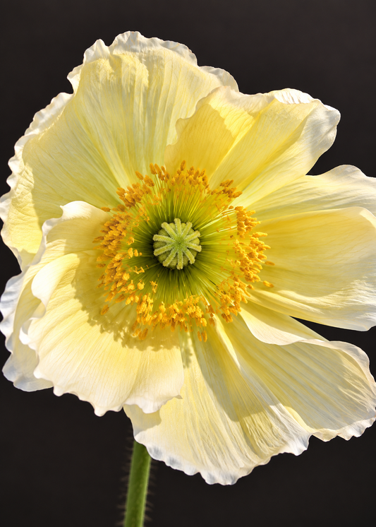 Papaver nudicaule Colibrì® GIALLO CHIARO therapyofflowers.com