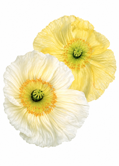 Papaver nudicaule Colibrì® GIALLO CHIARO therapyofflowers.com
