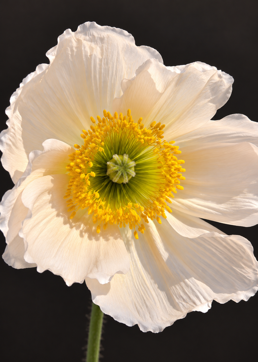 Papaver nudicaule Colibrì® Rosa Chiaro | Iceland Poppy | Light Pink therapyofflowers.com