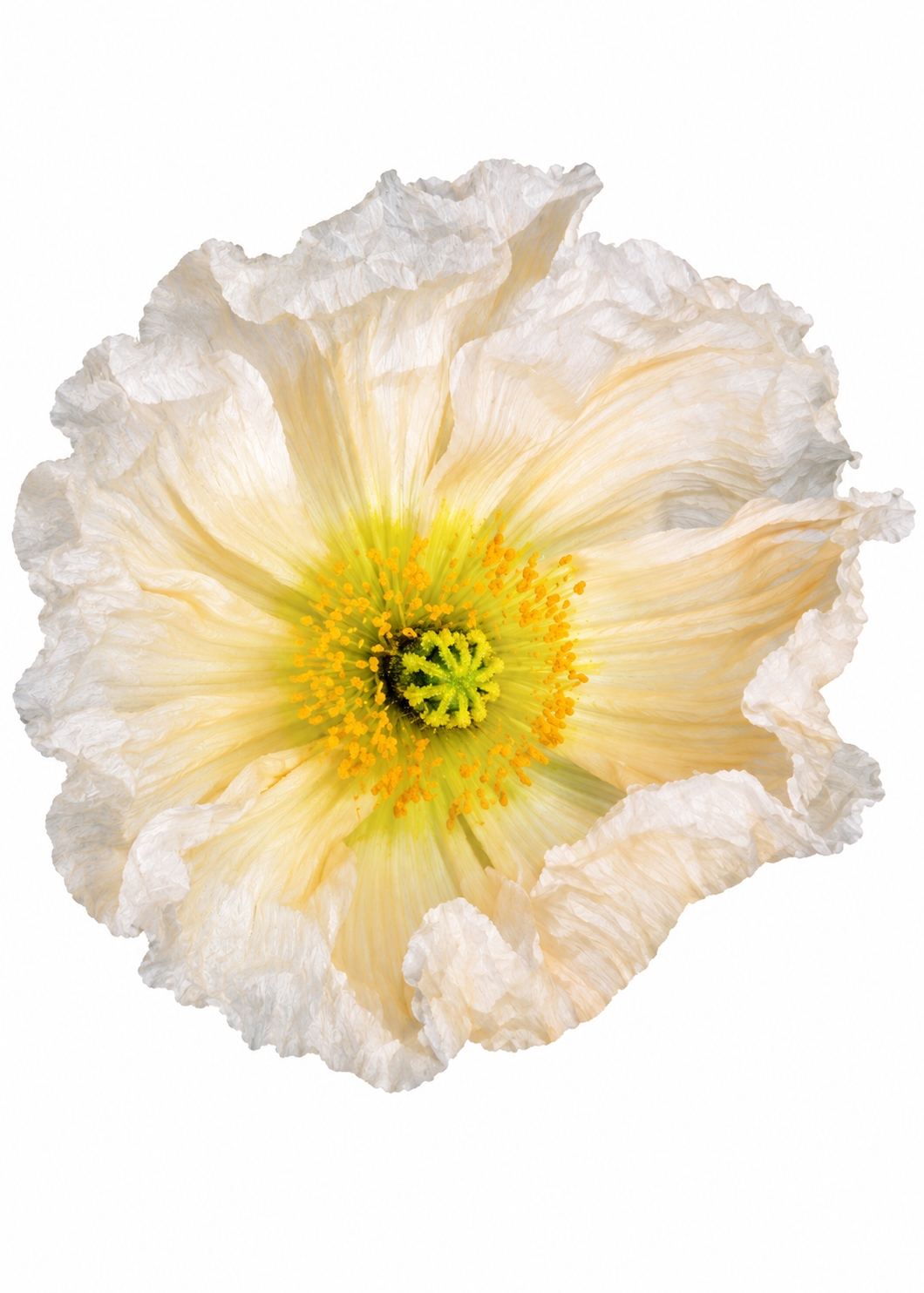 Papaver nudicaule Colibrì® Rosa Chiaro | Iceland Poppy | Light Pink therapyofflowers.com