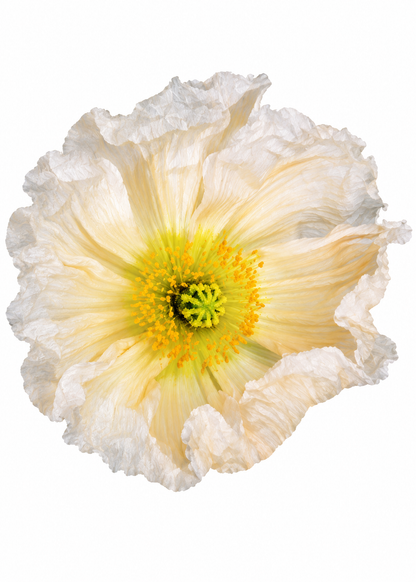 Papaver nudicaule Colibrì® Rosa Chiaro | Iceland Poppy | Light Pink therapyofflowers.com