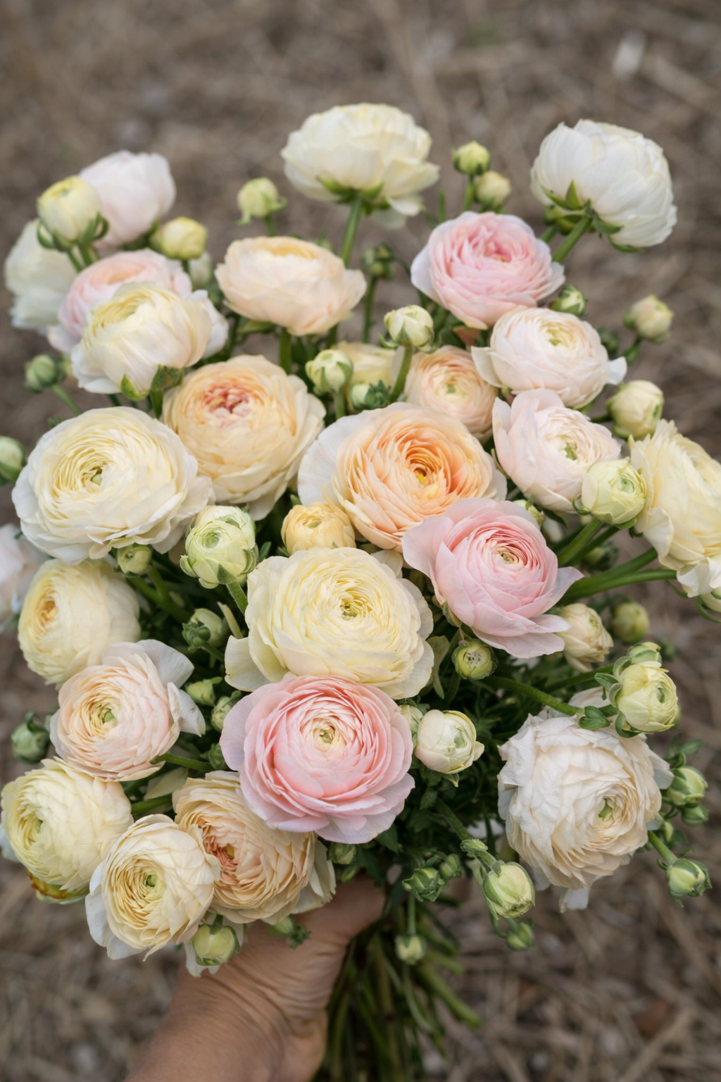 Ranunculus Amandine Wedding Pastels | Ranunculus asiaticus therapyofflowers.com