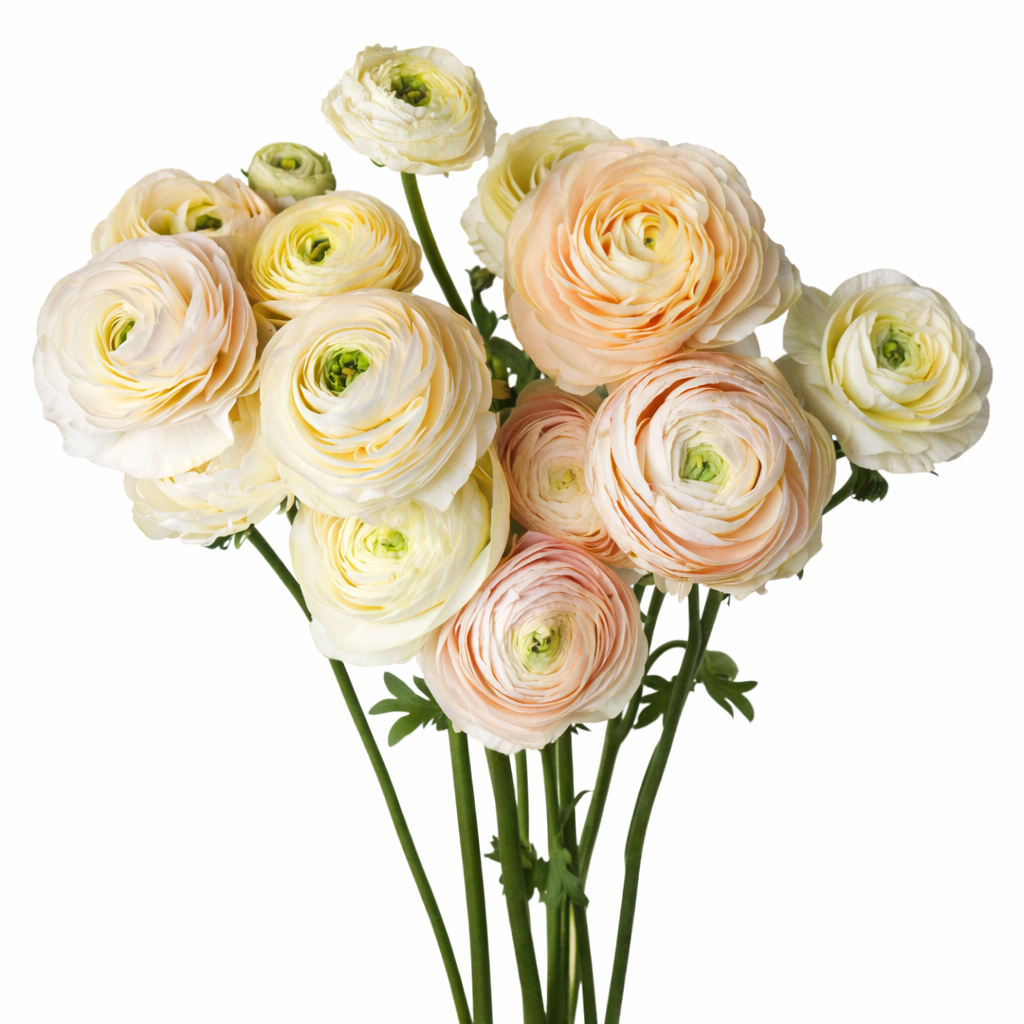 Ranunculus Amandine Wedding Pastels | Ranunculus asiaticus therapyofflowers.com