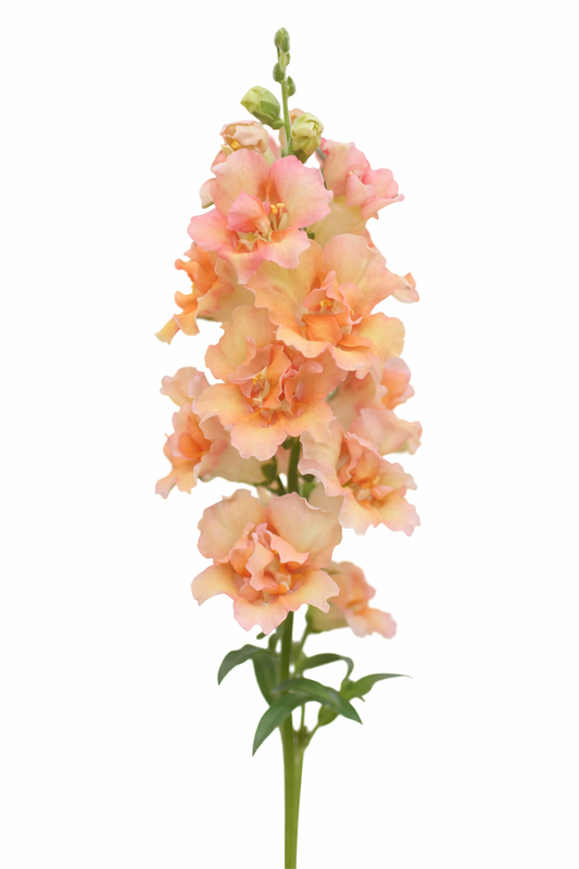 Snapdragon DoubleShot™ Peach F1 | Group 3, 4 | Antirrhinum majus therapyofflowers.com