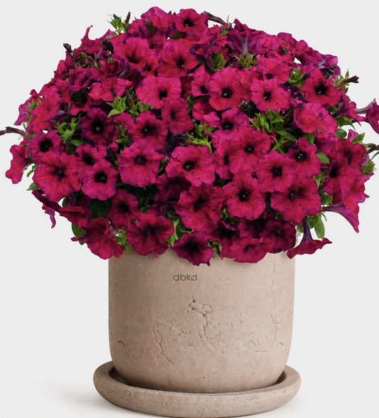 Petunia x Hybrida Gioconda Purple F1 | Petunia | Pelleted therapyofflowers.com