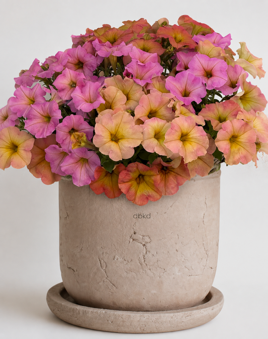Petunia x Hybrida My Joy Sunset Shades F1 | Petunia | Pelleted therapyofflowers.com