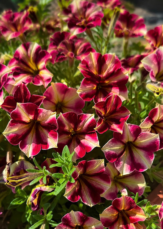 Petunia x hybrida My Joy Yellow Bronze Red F1 | Petunia | Pelleted therapyofflowers.com
