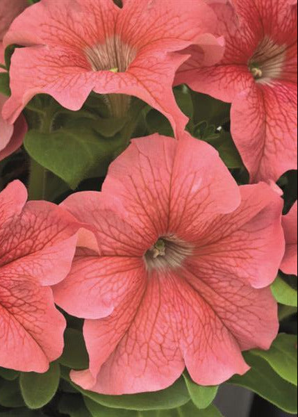 Petunia x Hybrida SUCCESS!® TR Salmon F1 | Trailing grandiflora petunia | Pelleted therapyofflowers.com