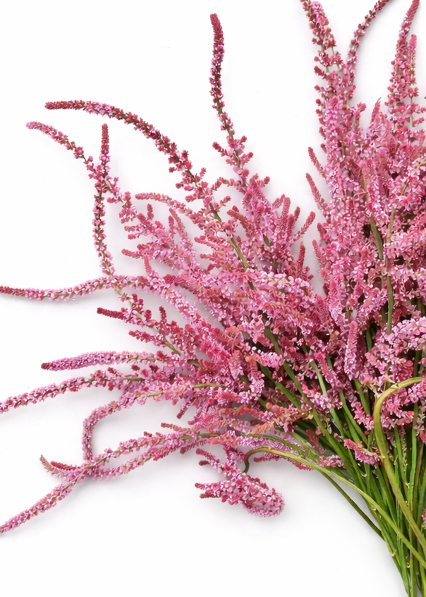 Limonium suworowii | Pink Pokers | Statice therapyofflowers.com