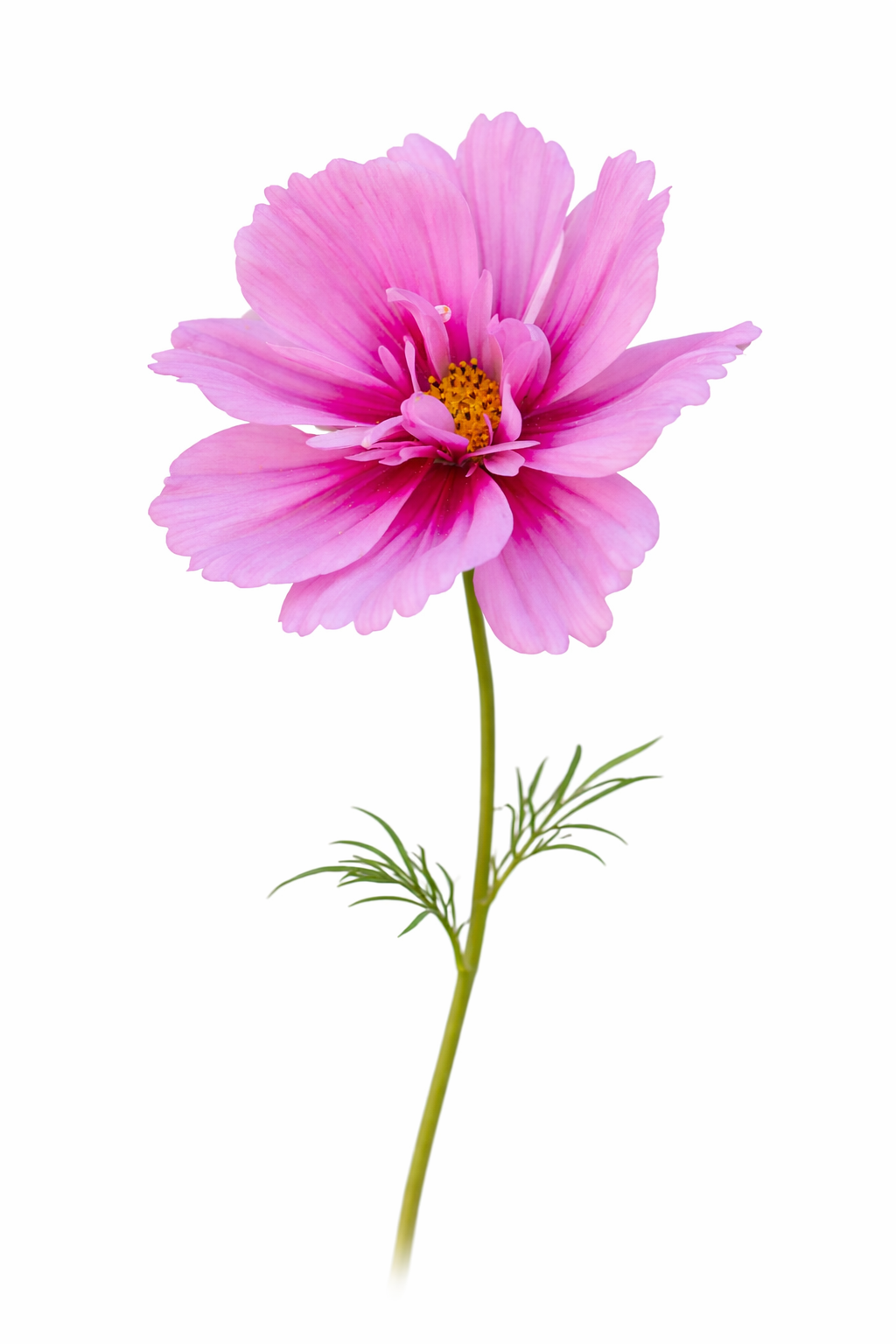 Cosmos bipinnatus Fizzy Pink Dark Centre | Tall plants therapyofflowers.com