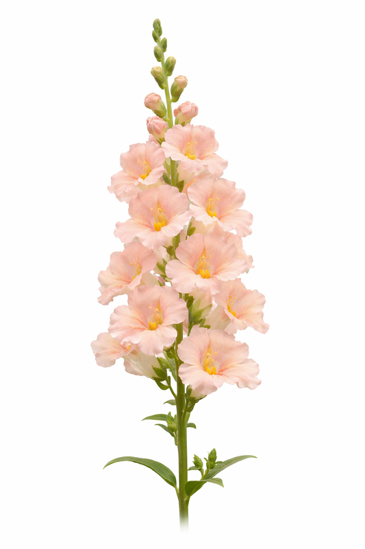 Snapdragon ‘Chantilly™ Salmon’ F1 | Group 1, 2 | Antirrhinum majus | Butterfly-Type therapyofflowers.com