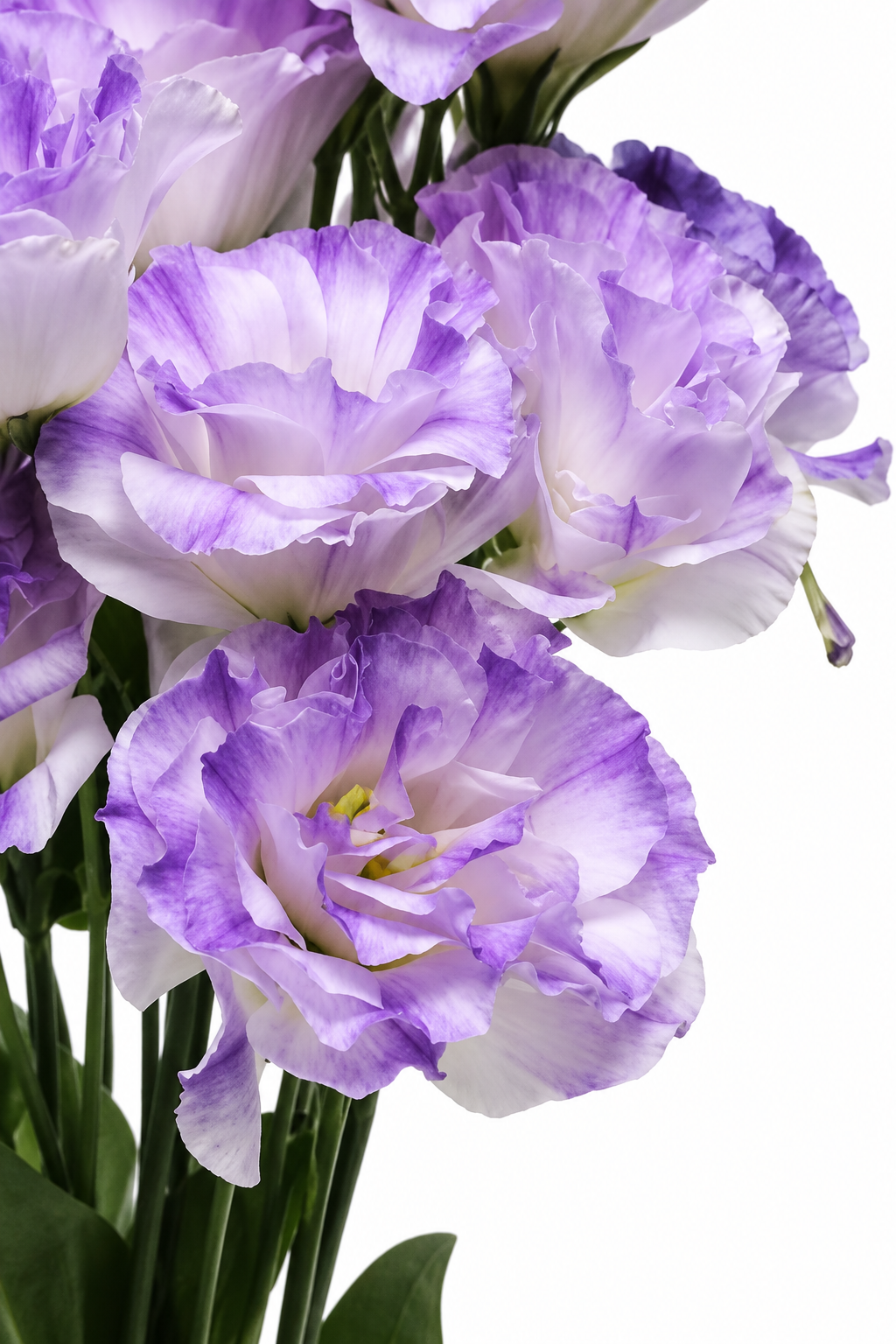 Eustoma grandiflorum ABC™ Misty Blue I F1 | Lisianthus | Pelleted Seeds therapyofflowers.com