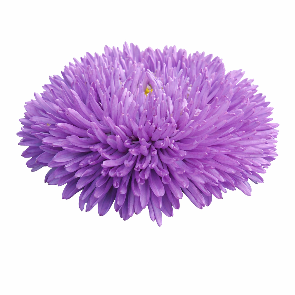 China Aster Gala Blue | Callistephus chinensis therapyofflowers.com