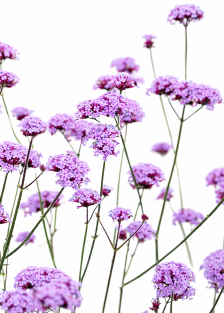 Verbena bonariensis Vanity | Purple Vervain | Compact and Fragrant therapyofflowers.com